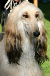 Platinová barva-pes ze Zličínských luk