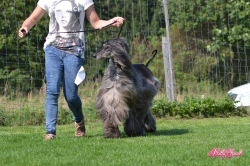 CH.GCH. GENTLEMAN ze Zličínských luk